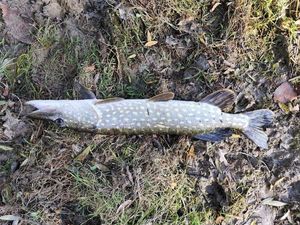 Northern Pike