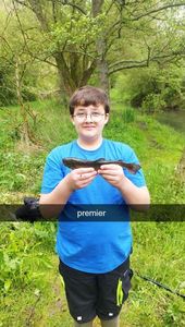 Rainbow Trout
