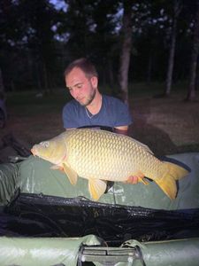 Common Carp