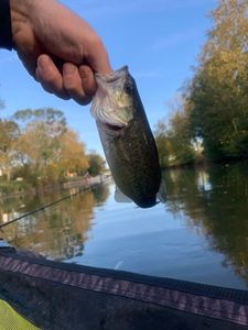 Largemouth Bass
