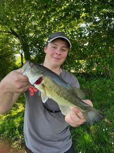 Largemouth Bass