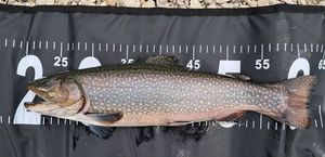 Brook Trout