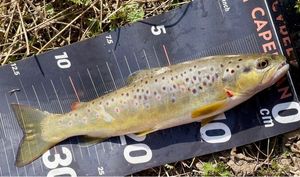 Brown Trout