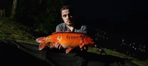Koï Fish