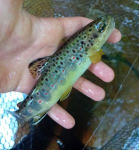 Brown Trout