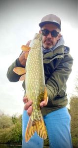 Northern Pike