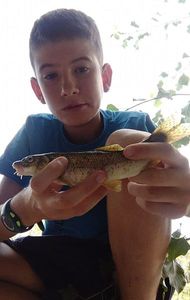 Barbel