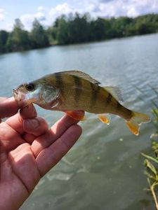 European Perch