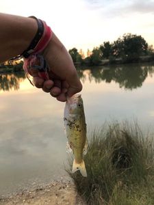 Largemouth Bass