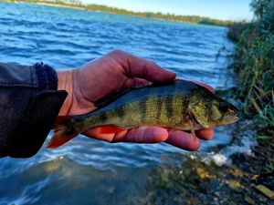 European Perch