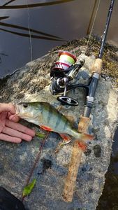 European Perch