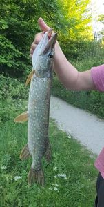 Northern Pike