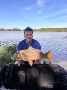 Common Carp