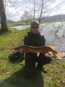 Northern Pike