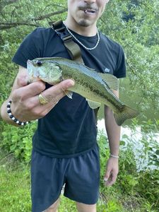 Largemouth Bass