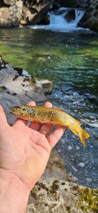 Brown Trout