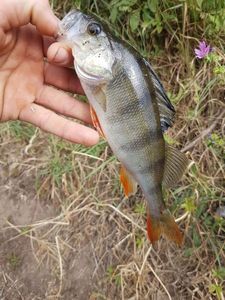 European Perch