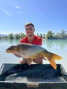 Common Carp