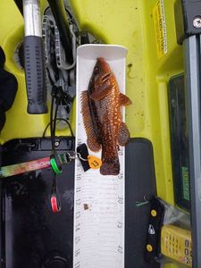 Ballan Wrasse