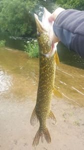 Northern Pike