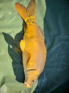 Leather Carp