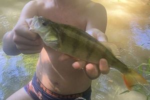 European Perch
