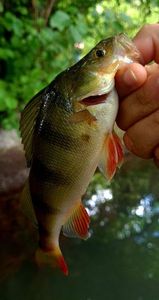 European Perch