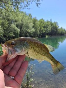 Largemouth Bass