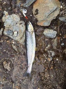 Brown Trout