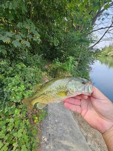 Largemouth Bass