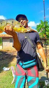 Peacock bass (Speckled Pavon)