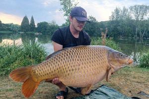 Common Carp