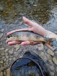 Brown Trout