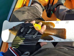 Ballan Wrasse