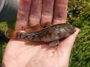 Round Goby