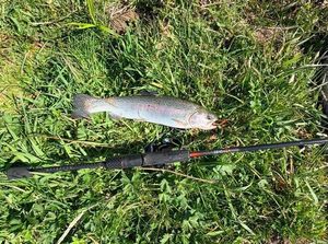 Rainbow Trout