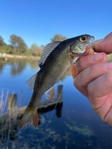 European Perch