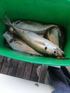 Atlantic Horse Mackerel