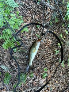 Largemouth Bass