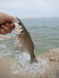 European Bass (Seabass)