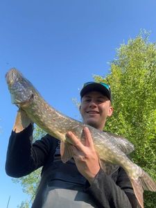 Northern Pike
