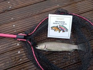 Rainbow Trout