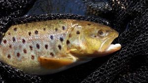 Brown Trout