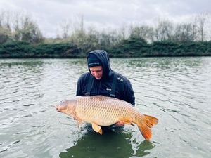 Common Carp