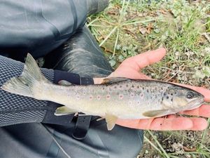 Brown Trout