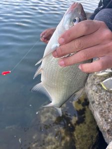 Common Bream