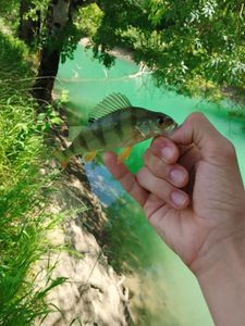 European Perch