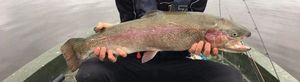 Rainbow Trout
