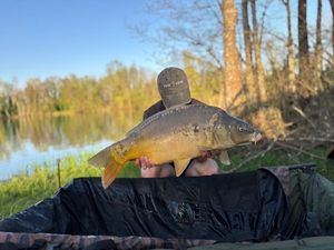 Mirror Carp