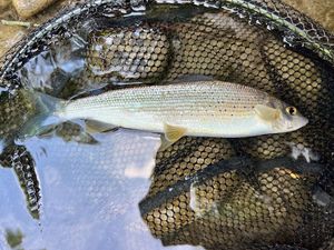 Grayling